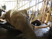 Strażacy pomogli wstać czterotonowej słonicy