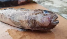 Rybacy odławiają owrzodzone ryby z Zatoki Puckiej