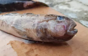 Rybacy odławiają owrzodzone ryby z Zatoki Puckiej