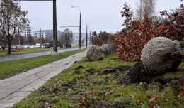 Gdynia: przesadzają drzewa, żeby ich nie wycinać