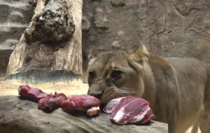 Trening medyczny lwów w Zoo