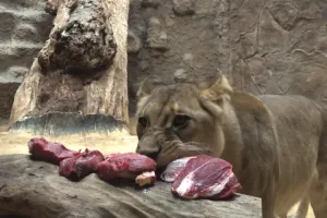 Trening medyczny lwów w Zoo