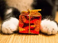 Bądź Mikołajem dla zwierząt: imprezy świąteczne