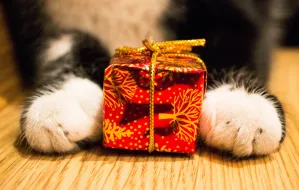 Bądź Mikołajem dla zwierząt: imprezy świąteczne