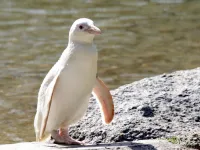 Kokosanka, pingwin albinos, obchodzi pierwsze urodziny