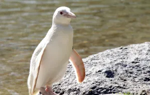 Kokosanka, pingwin albinos, obchodzi pierwsze urodziny