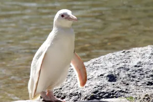 Kokosanka, pingwin albinos, obchodzi pierwsze urodziny