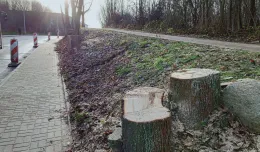 Po wycince przy ul. Wielkopolskiej posadzą nowe drzewa