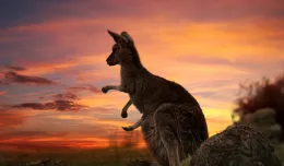 Trójmiejskie firmy pomagają zwierzakom w Australii