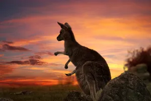 Trójmiejskie firmy pomagają zwierzakom w Australii