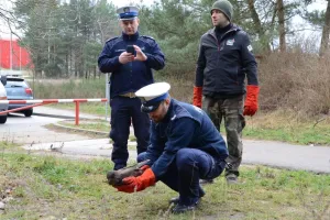 Uratowany przez policjantów myszołów odzyskał wolność