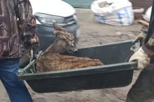Gdańsk: mała sarna uratowana z tarapatów