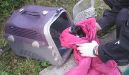 Gdyński Ekopatrol pomaga kotom. Historie ze szczęśliwym zakończeniem