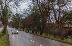Nowe drzewa zamiast starych na ul. Zielonej w Gdyni