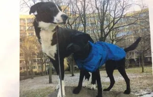 Dwa psy z Zaspy pilnie szukają nowego domu
