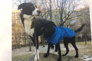 Dwa psy z Zaspy pilnie szukają nowego domu