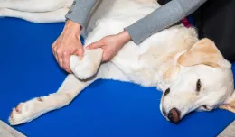 Pies u fizjoterapeuty. Jakie zabiegi można robić psu i po co?
