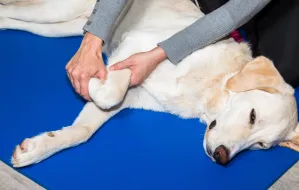 Pies u fizjoterapeuty. Jakie zabiegi można robić psu i po co?