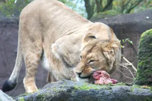 Lew Aramis pojechał do niemieckiego zoo