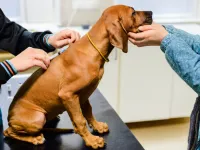 Psy i zwierzęta domowe nie mogą zakazić się koronawirusem