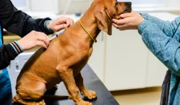 Psy i zwierzęta domowe nie mogą zakazić się koronawirusem