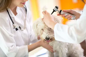 Kliniki weterynaryjne pracują i przyjmują pacjentów