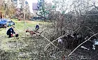 Gdynia-Wiczlino. Kozy odłowione z zaśmieconej działki