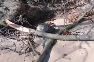 Foka wygrzewała się na plaży w Orłowie
