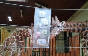 Nowa zabawka dla żyraf z gdańskiego zoo