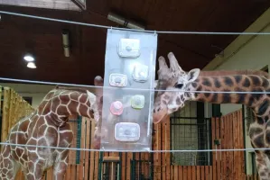 Nowa zabawka dla żyraf z gdańskiego zoo
