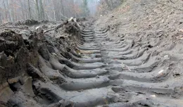Kto uporządkuje zniszczone ścieżki leśne w Sopocie?