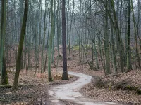 Będzie nowy szlak w Trójmiejskim Parku Krajobrazowym