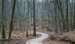 Będzie nowy szlak w Trójmiejskim Parku Krajobrazowym