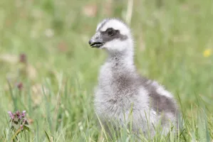 Zoo ma nowych mieszkańców: wykluły się egzotyczne ptaki