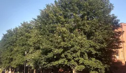 Uchylono zakaz wycinki drzew na Podwalu Staromiejskim. Co z parkingiem?