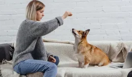 Czym zająć psa w domu podczas izolacji?