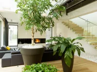 Duże rośliny doniczkowe: które wybrać do domu?