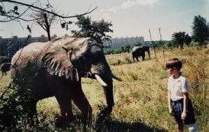 Słonie na Zaspie: niezwykła historia zdjęcia