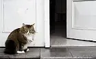 Nie wypuszczaj kota na dwór