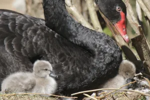 W zoo wykluły się czarne łabędzie