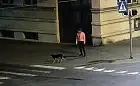 Zabrała czyjegoś psa spod sklepu. Złapała ją straż miejska