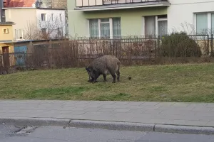 Dzik zaatakował psa w Sopocie
