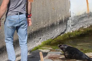 W Gdyni zadbają o spokój fok