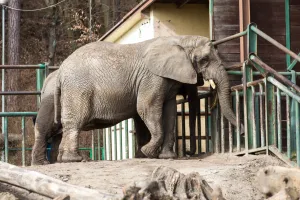 Od wtorku zoo znowu będzie otwarte