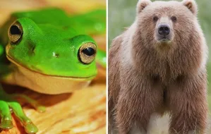 O żabach i niedźwiedziach, czyli skąd się wzięły dziwne nazwy