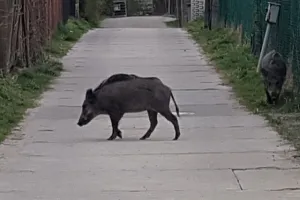 Dziki wciąż dokarmiane w Trójmieście