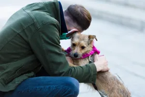 Schroniska wznawiają adopcje zwierząt