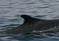Wieloryb pływa w Zatoce Gdańskiej