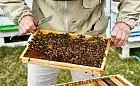 W Gdańsku każdy może zostać pszczelarzem