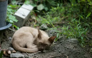 Nowy Port i Przeróbka: karma dla bezdomnych kotów za darmo